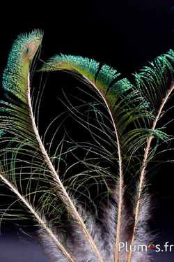 Pavone blu spada calamo dorato - 35-40 cm - naturale